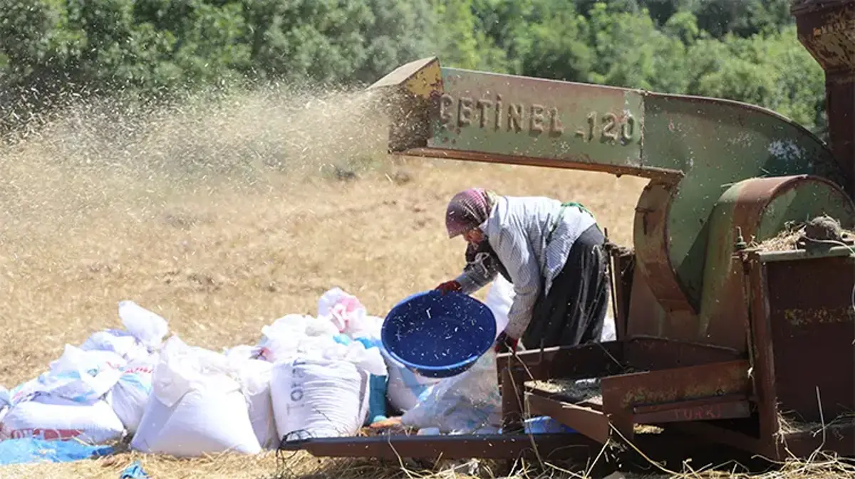 40 derece sıcak, dinmeyen toz: Hataylı üreticilerin kavurucu patoz mesaisi!