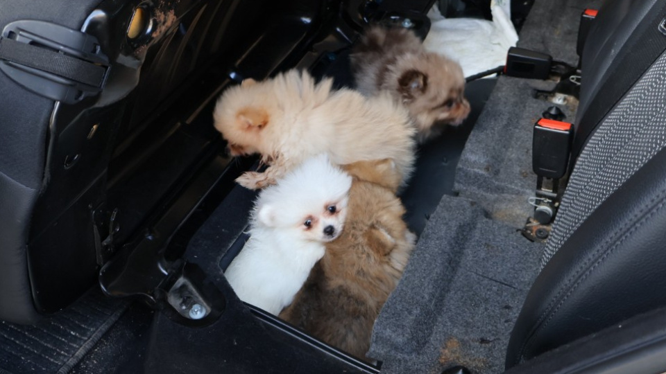 Edirne Kapıkule Sınır Kapısında yakalanan 5 pomeranian cinsi köpek koruma altına alındı
