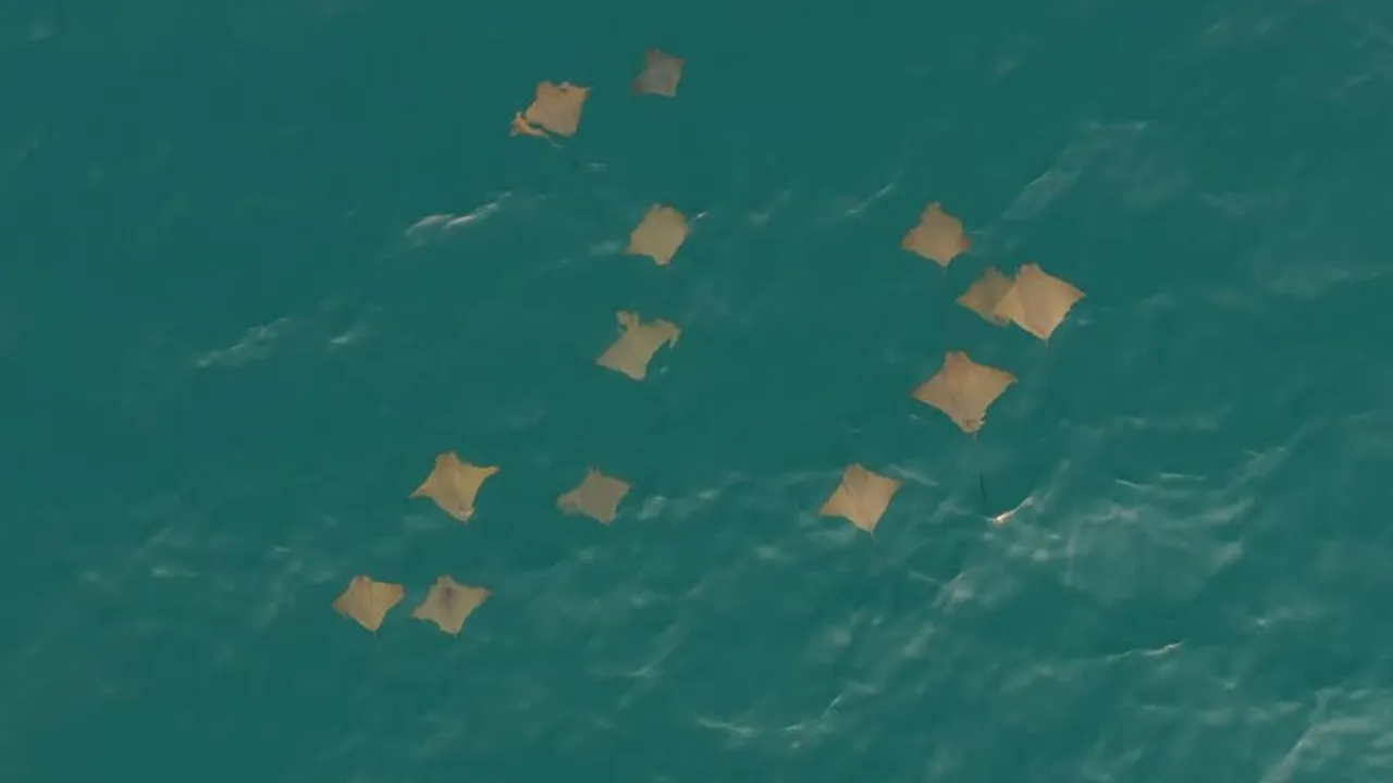 Antalya açıklarında ilginç görüntü: Vatoz sürüsü dron kamerasında
