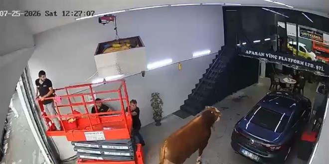 Ümraniye'de kaçan boğa iş yerine girdi, çalışanlar kaçıştı