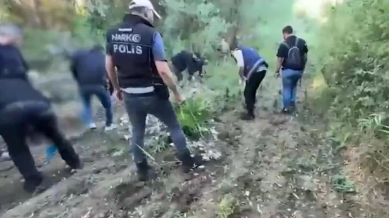 UNESCO listesindeki Hevsel Bahçeleri'nde 12 bin kök kenevir ele geçirildi!