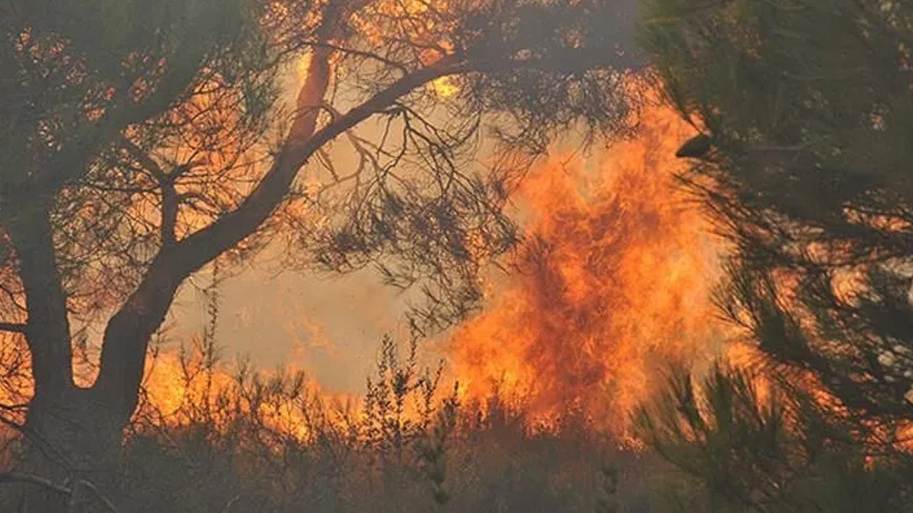 Antalya’nın Kaş ilçesinde orman yangını!