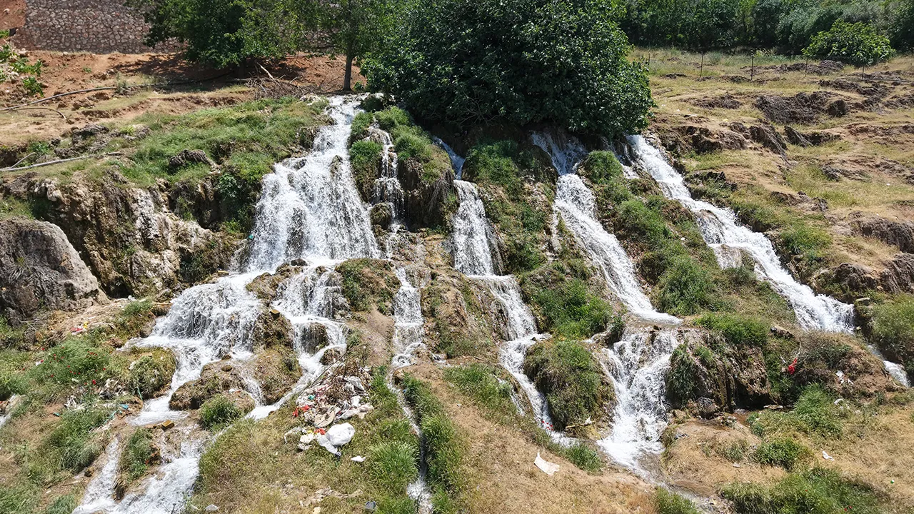 Geçen yıl kurumuştu! Bu yıl yeniden canlandı