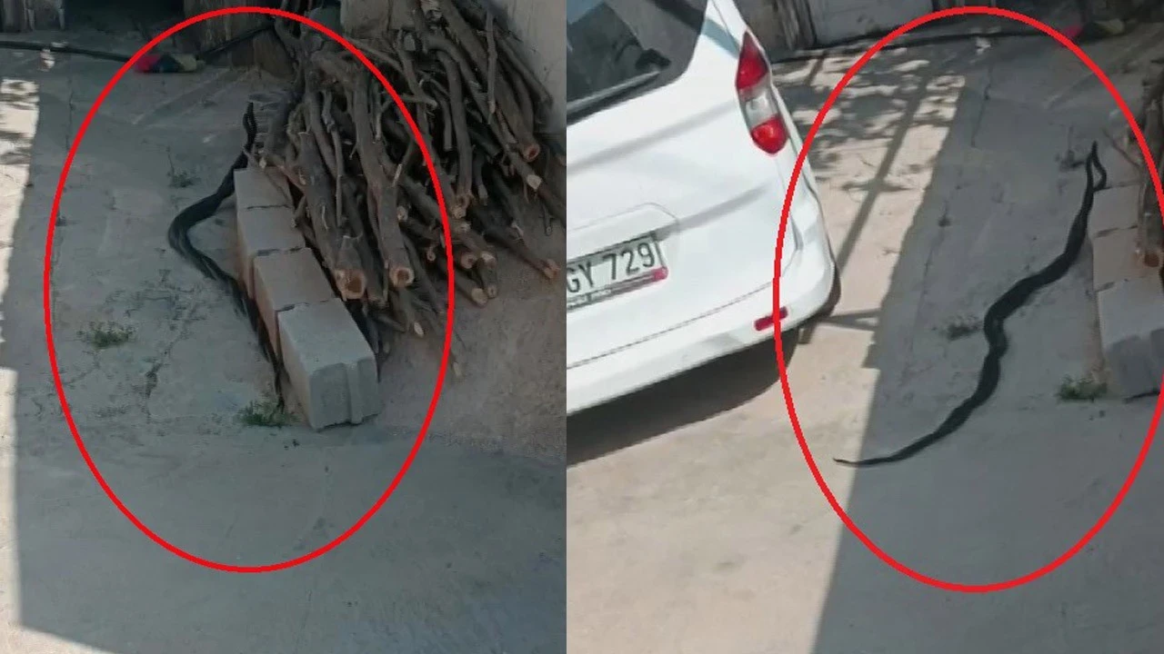 Hatay'da 2 tanesi birbirinden büyüktü! Sürüne sürüne geldiler