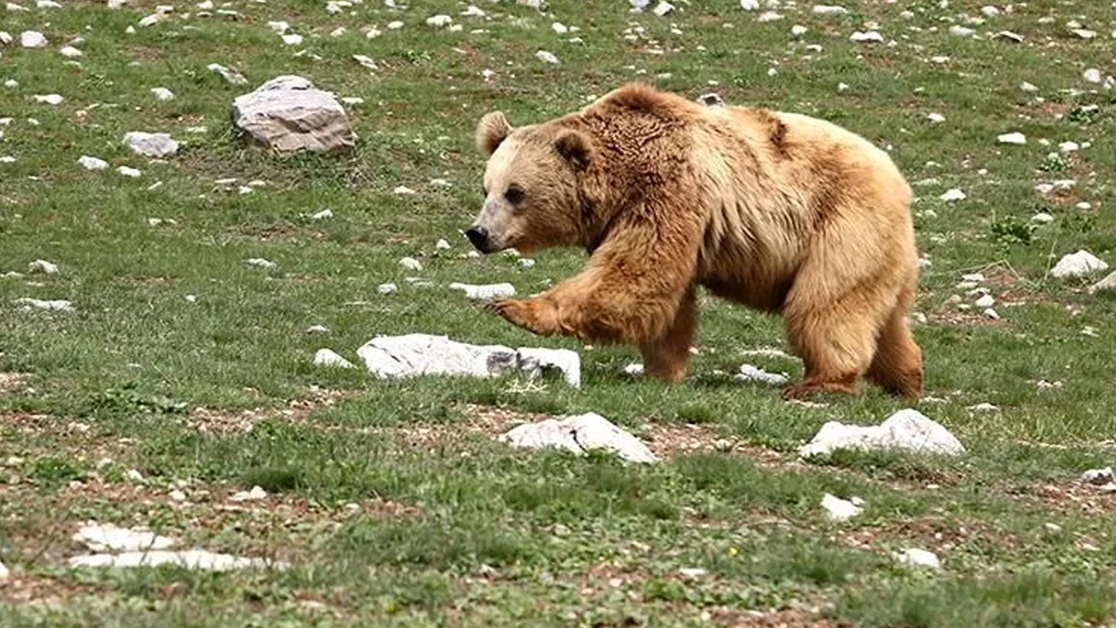 İzmir'de evinin önünde uyurken ayının saldırısına uğrayan kişi öldü
