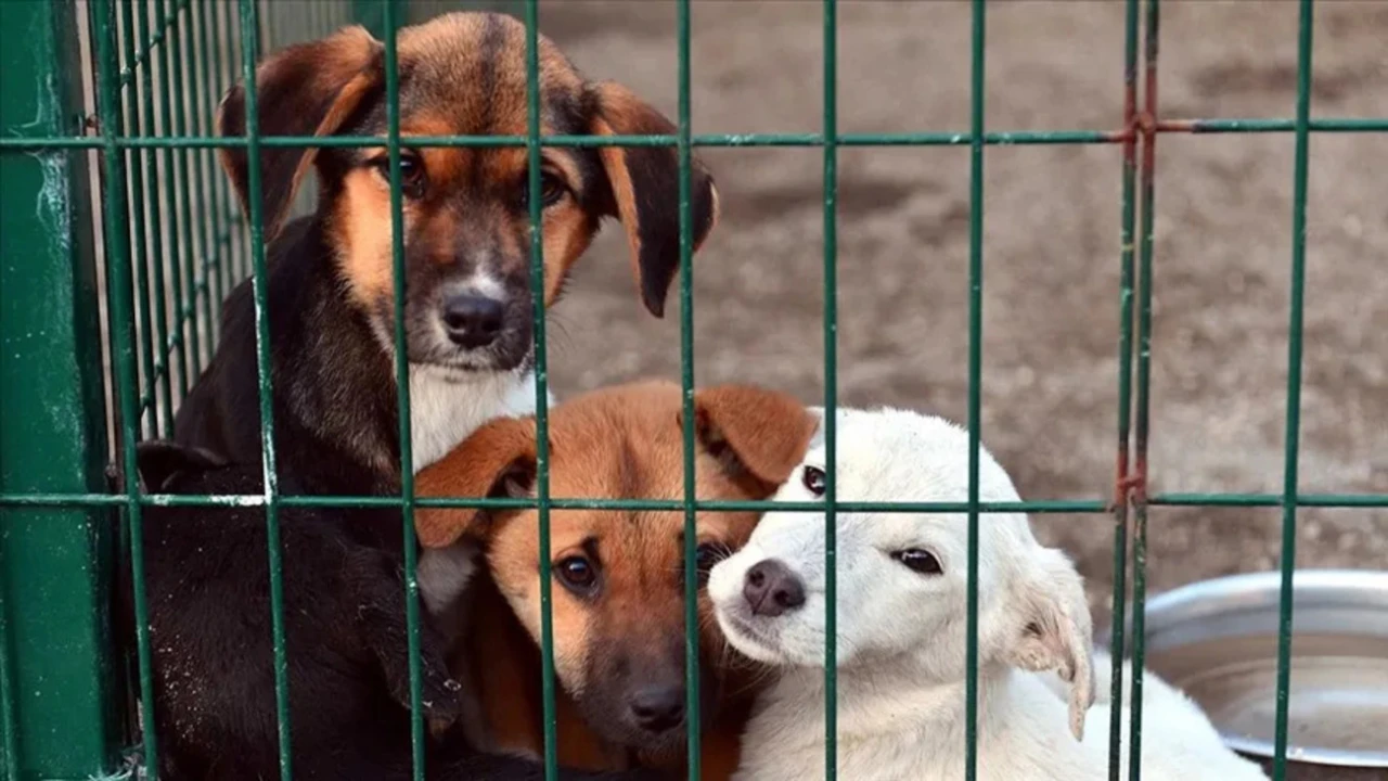 Bakan Çiftçi'den tepki çeken açıklama:Yılbaşına kadar sokak köpeklerinin hepsi barınaklara alınacak