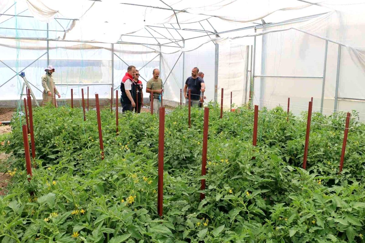 Erzincan'da seracılık yatırımları üretimi artırıyor