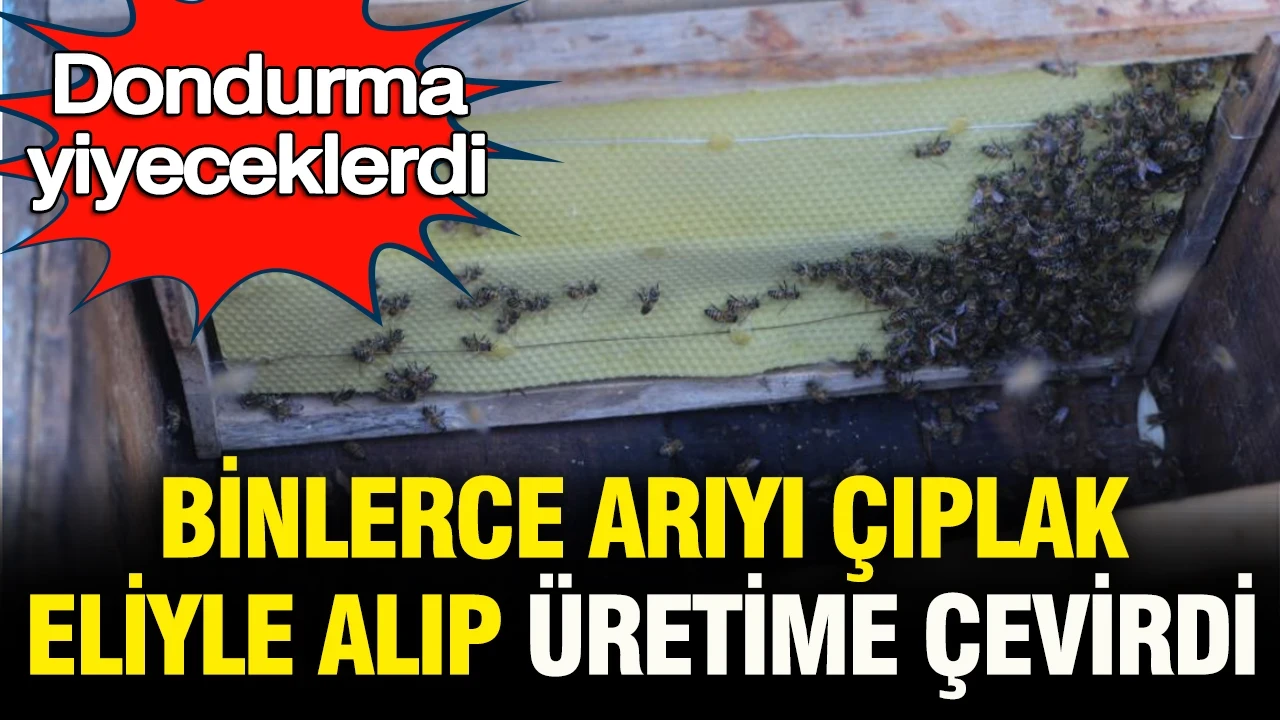 Dondurma yiyeceklerdi: Binlerce arıyı çıplak eliyle aldı, üretime çevirdi