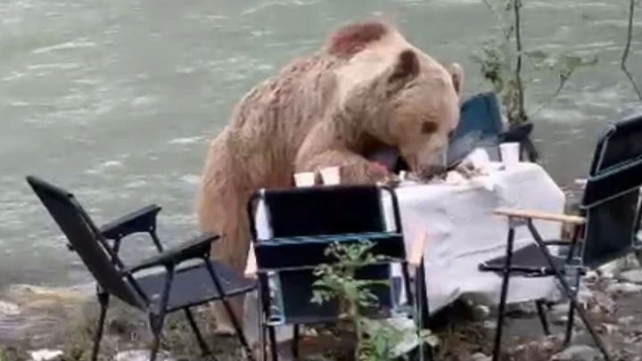 Munzur Vadisi’nde piknik masasına gelen bozayı, yiyecekleri yedi