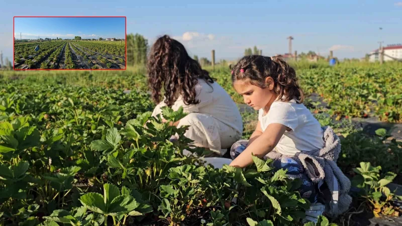 Tarlasında kurduğu sistemle aracıları devre dışı bıraktı: Kilosu 100 liraya yok satıyor