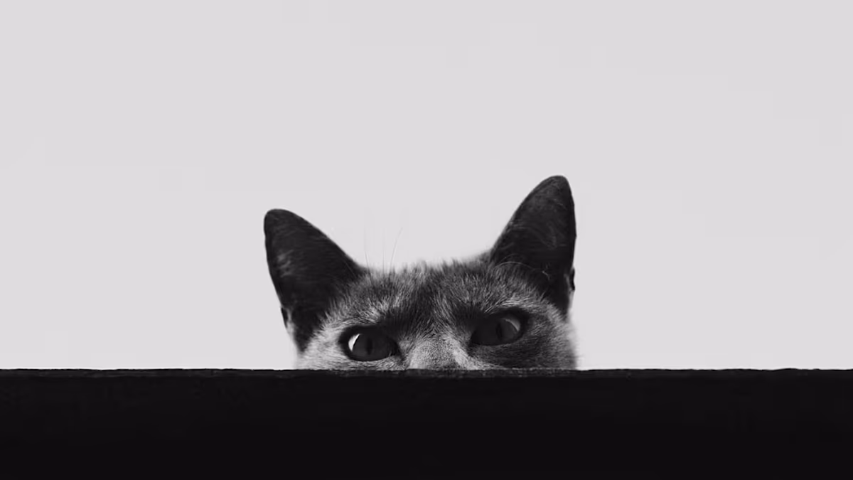 Kuantum durumları: Schrödinger'in Kedisi için yeni ihtimaller doğdu