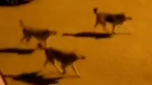 Bolu’da sahipsiz köpek sürüsü mahalleliyi tedirgin etti