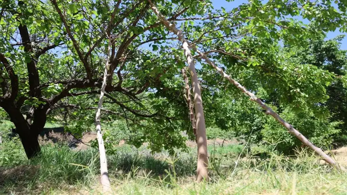 Geçen yıl hasat yoktu, bu yıl rekolte patladı! Dallar meyveyi taşıyamıyor