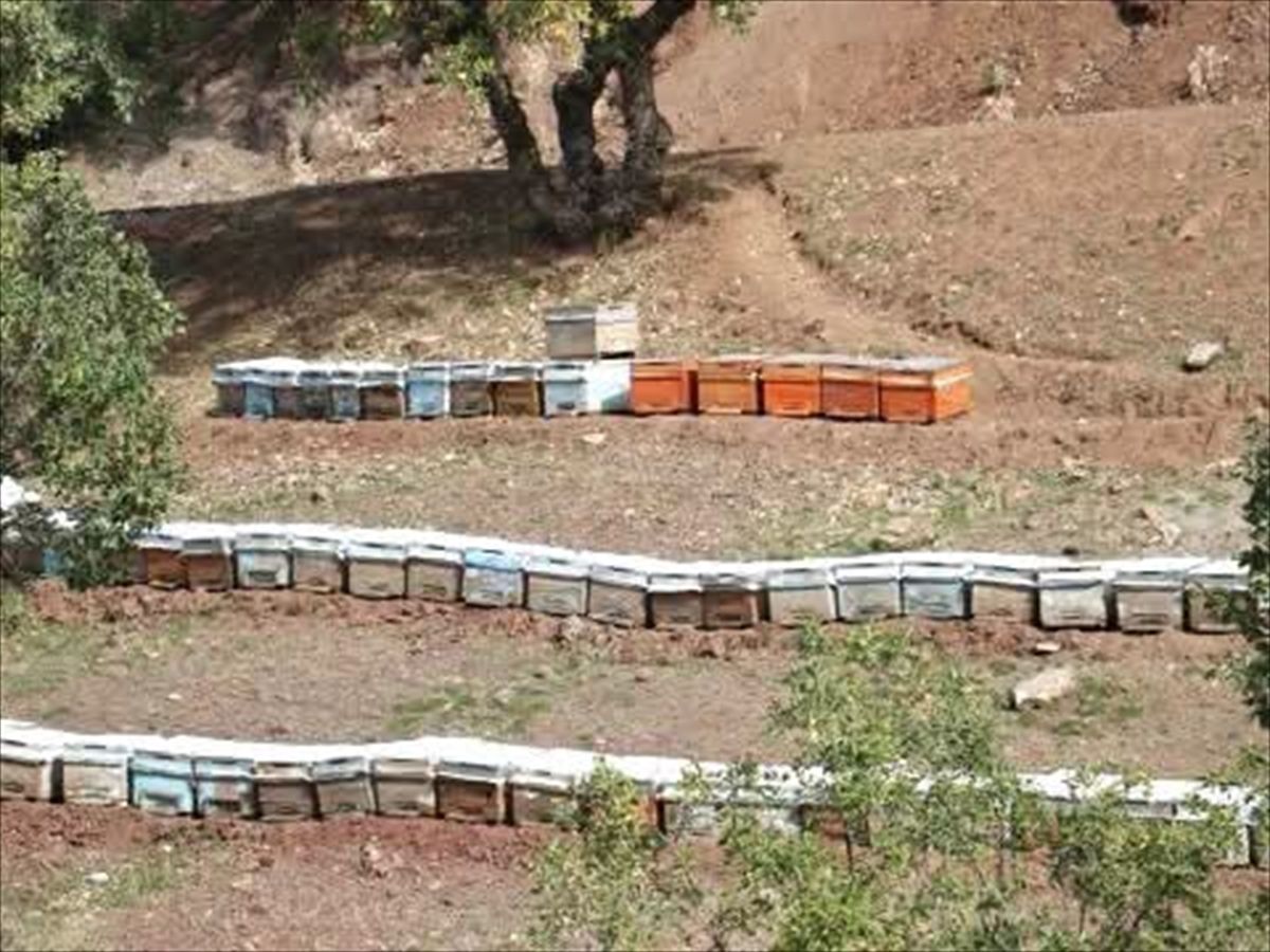 Sason balında hasat öncesi saha kontrolleri sürüyor