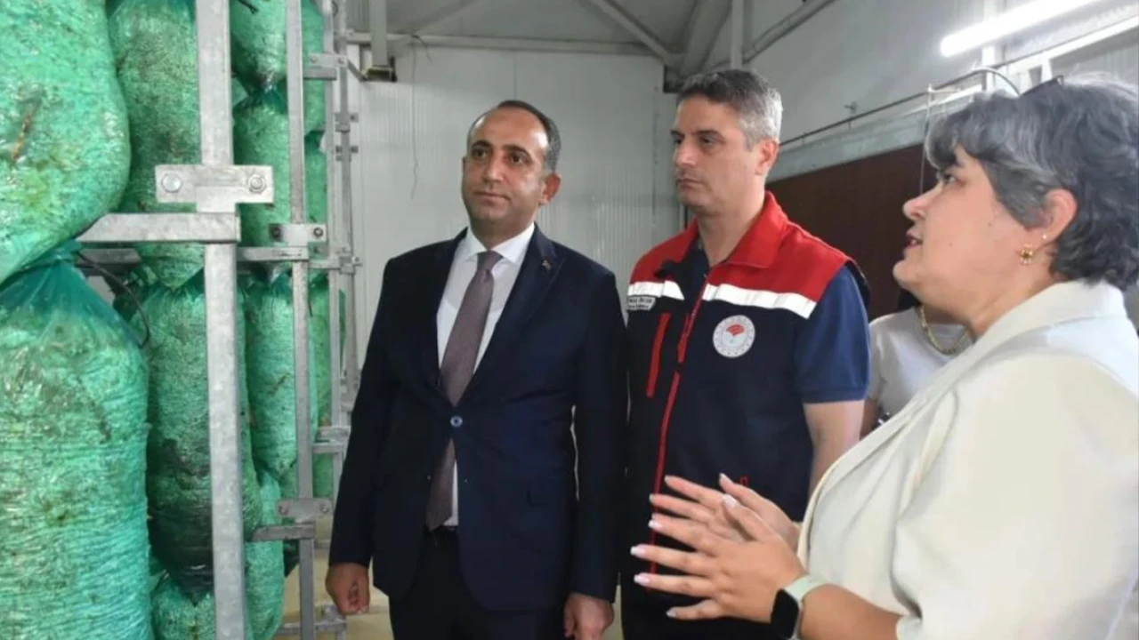 Havada ve topraksız yetiştirilecek: Bu mantar bölge ekonomisine büyük güç verecek