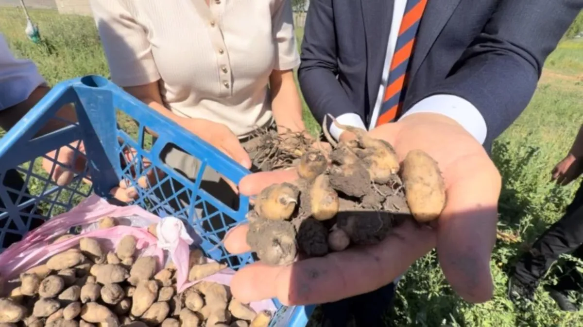 Burada yetişmez dediler... Kilosu 15 bin liradan satılıyor: O ürünün ilk hasadı yapıldı!