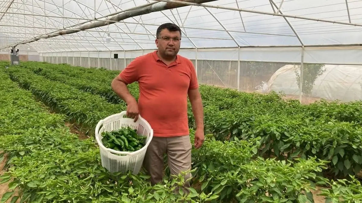 Kilosu 350 TL ama yok satıyor: Manisa'nın tescilli Emcelli biberi neye faydalı"