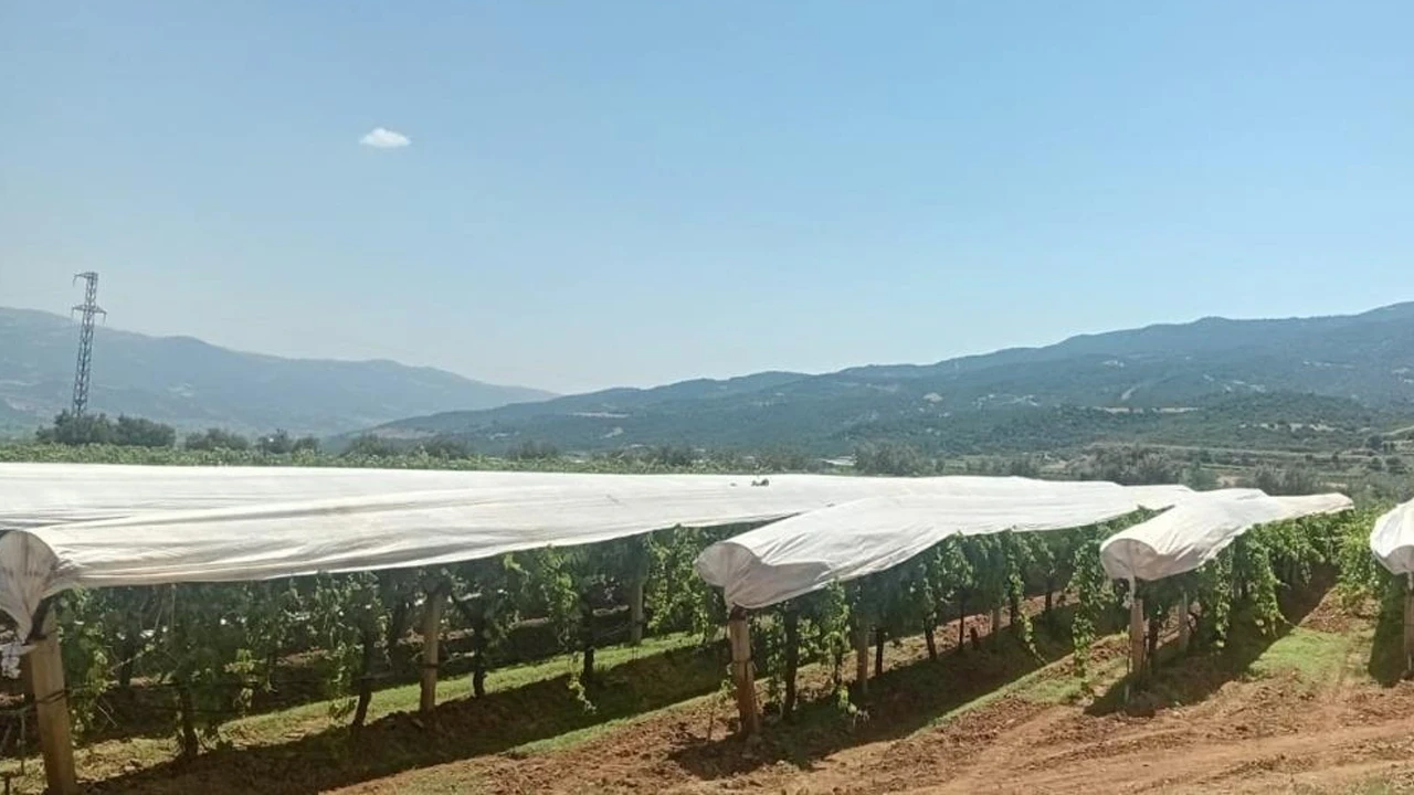 Sarıgöl’de Sultaniye üzüm bağlarında beyaz örtü mesaisi başladı