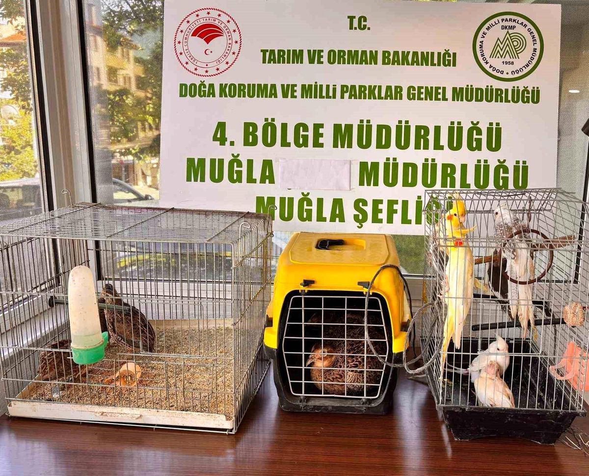 Muğla'da CİMER'e yapılan şikayet, kaçak hayvan ticaretini ele verdi