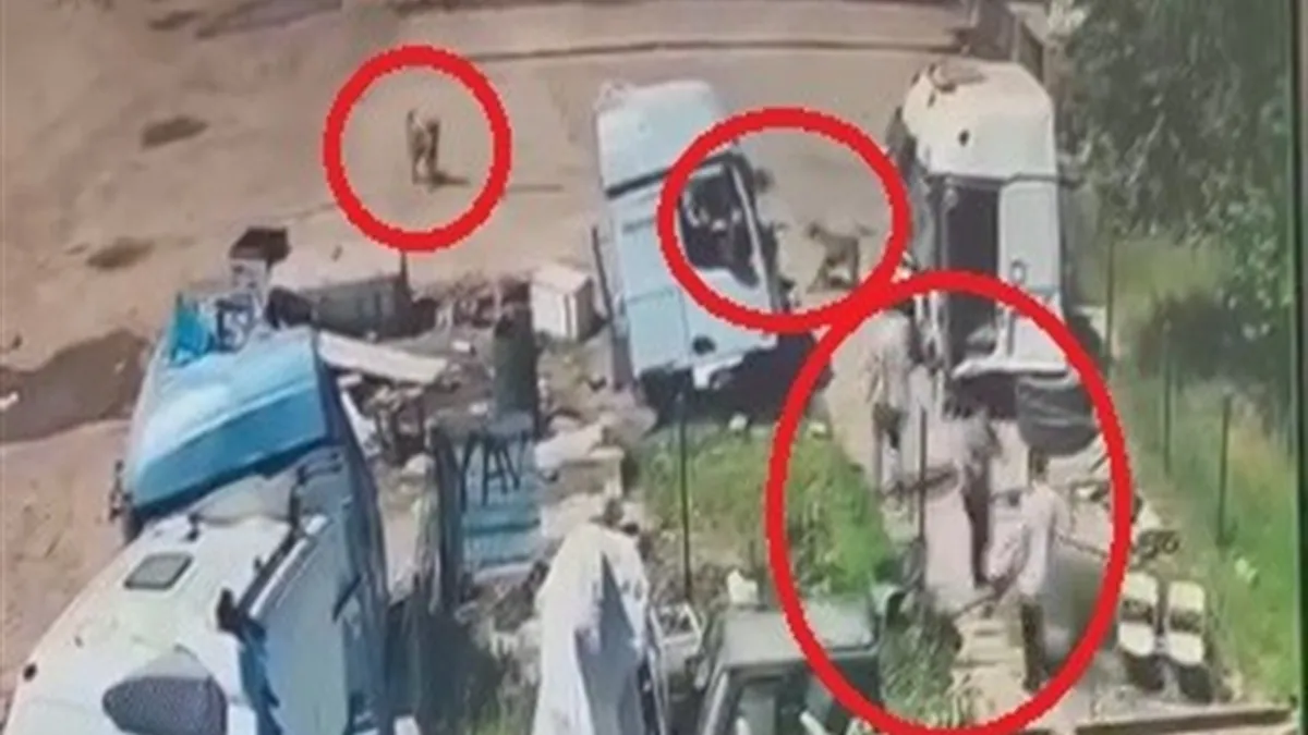 Şırnak'ta başıboş köpekler küçük çocuğa saldırdı: O anlar kamerada