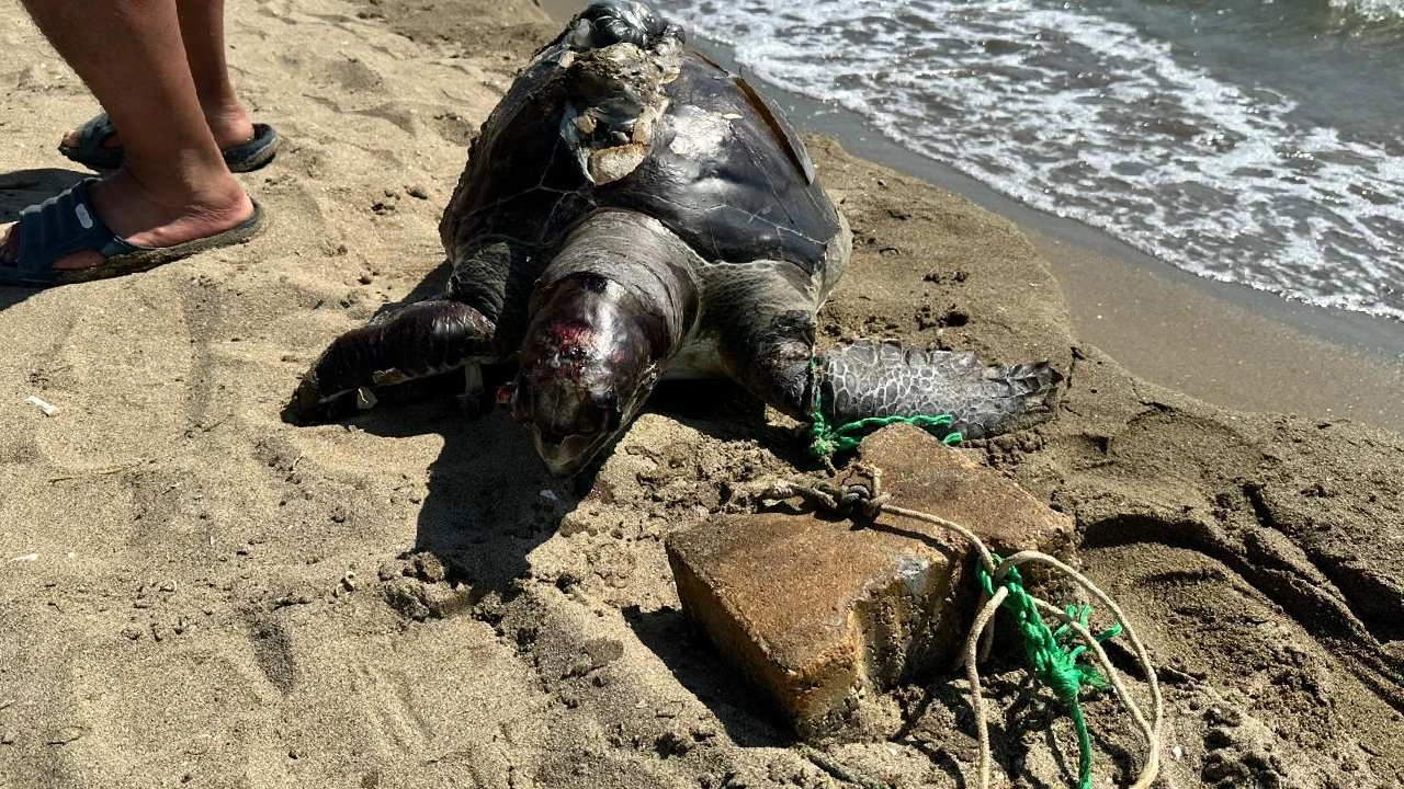 İzmir'de insanlık dışı vahşet! Yüzgecine parke taşı bağlanmış ölü deniz kaplumbağası bulundu
