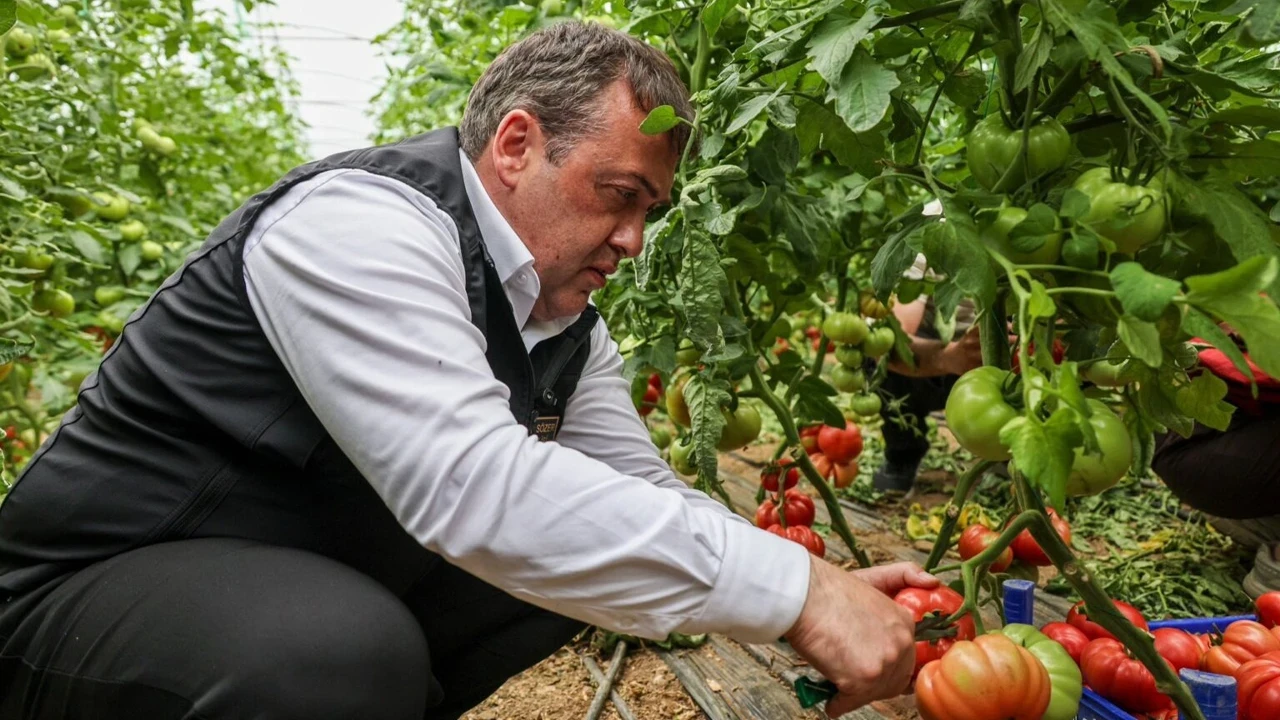 Vali Sözer domates hasadına katıldı