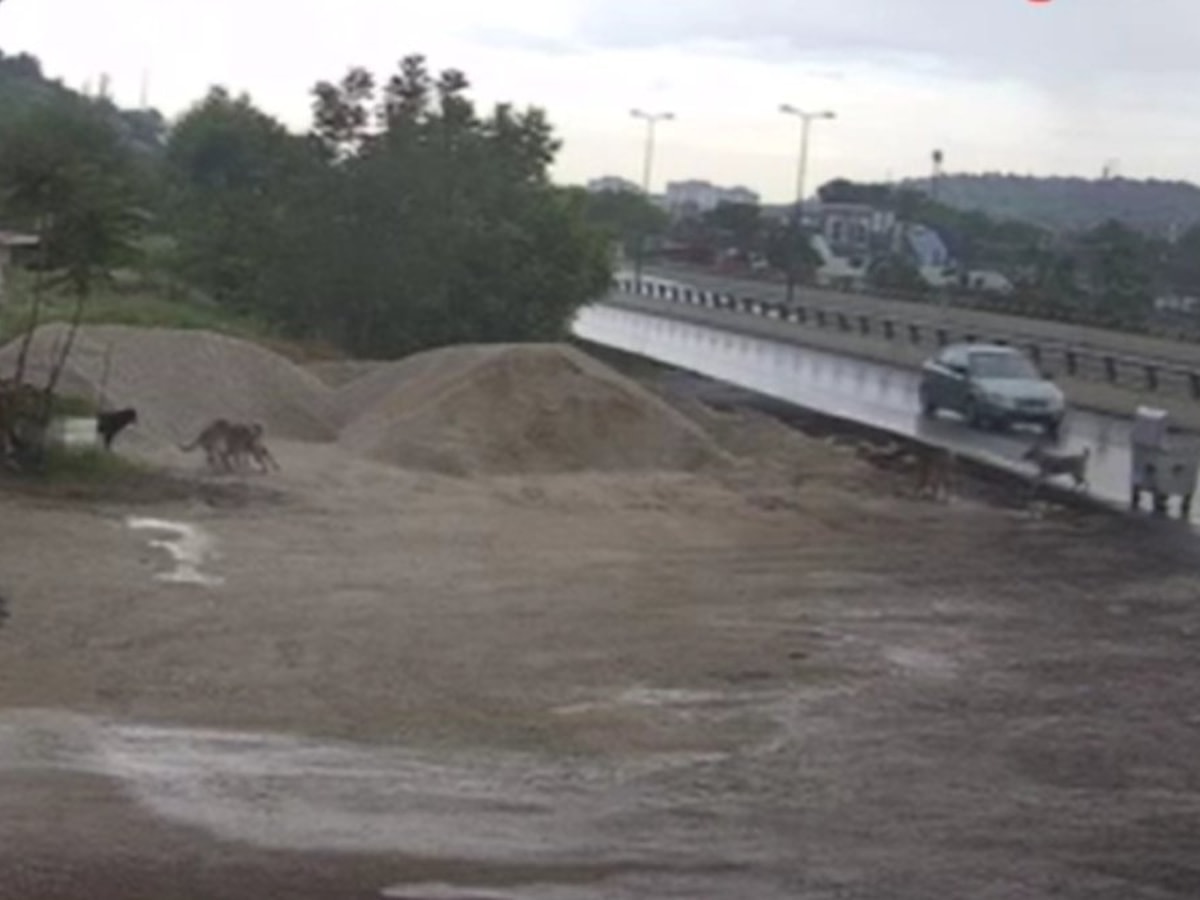 Ankara'da yaşlı kadına başıboş köpekler saldırdı