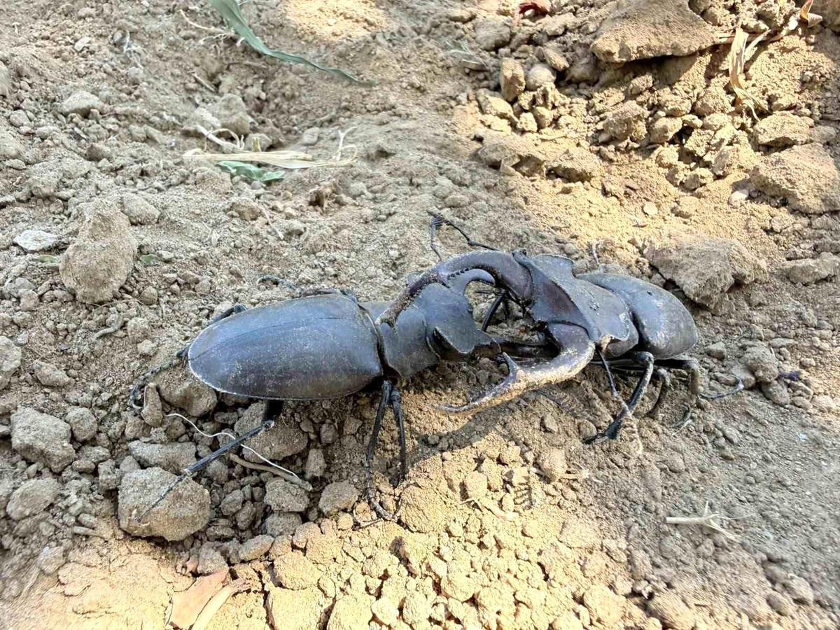 Nesli tükenme tehlikesi altındaki geyik böceği Gördes'te görüldü