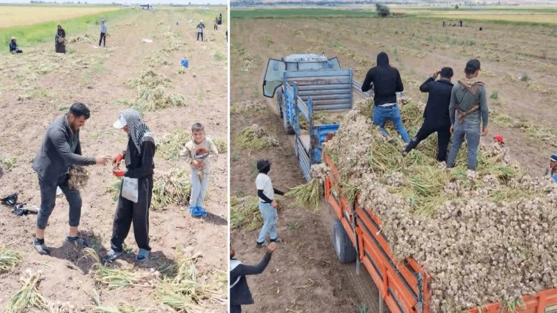 Aksaray'da sarımsak üretimi: Nerede üretiliyor, hangi ülkelere gönderiliyor, hasat nasıl?