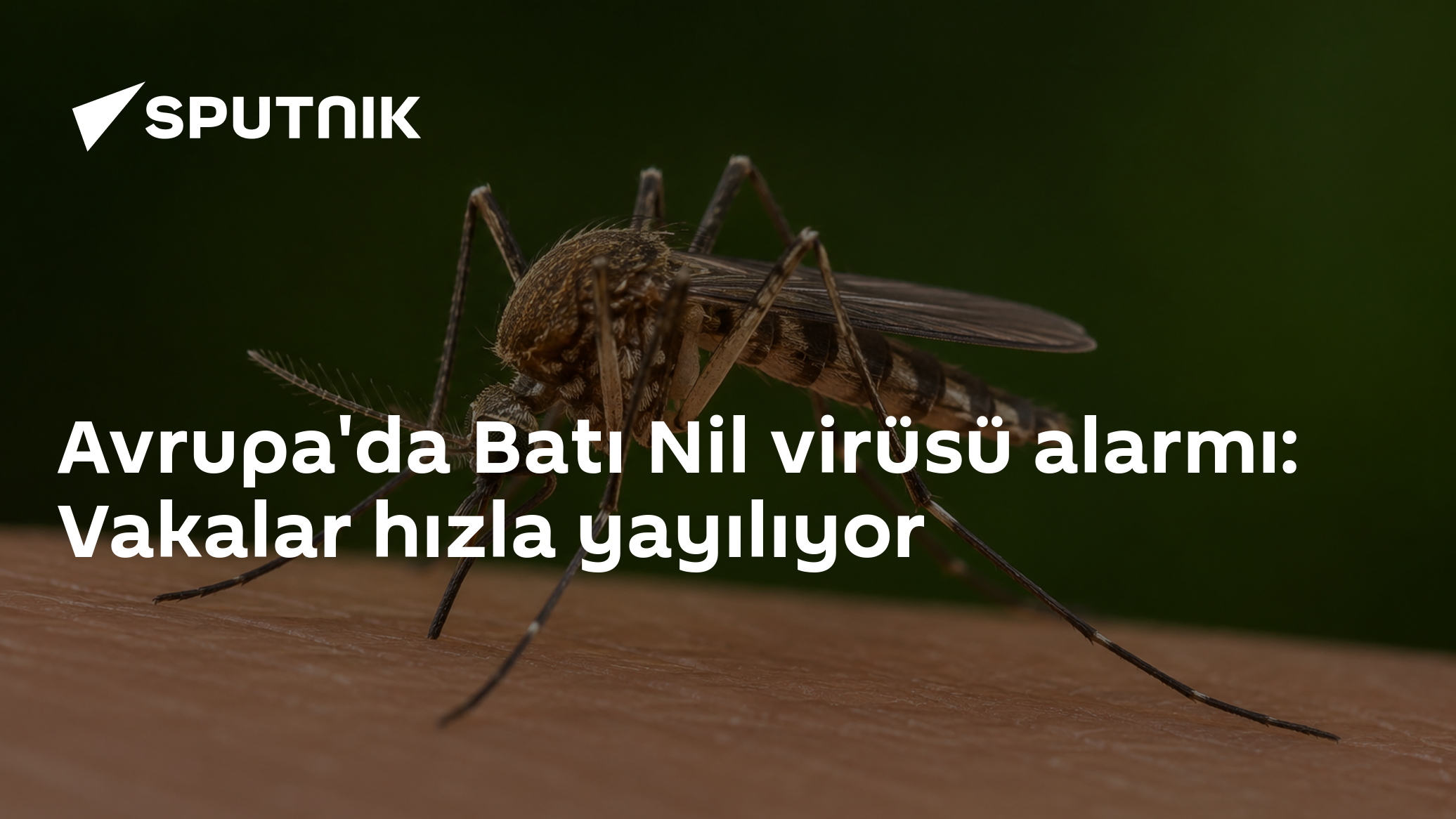 Avrupa'da Batı Nil virüsü alarmı: Vakalar hızla yayılıyor