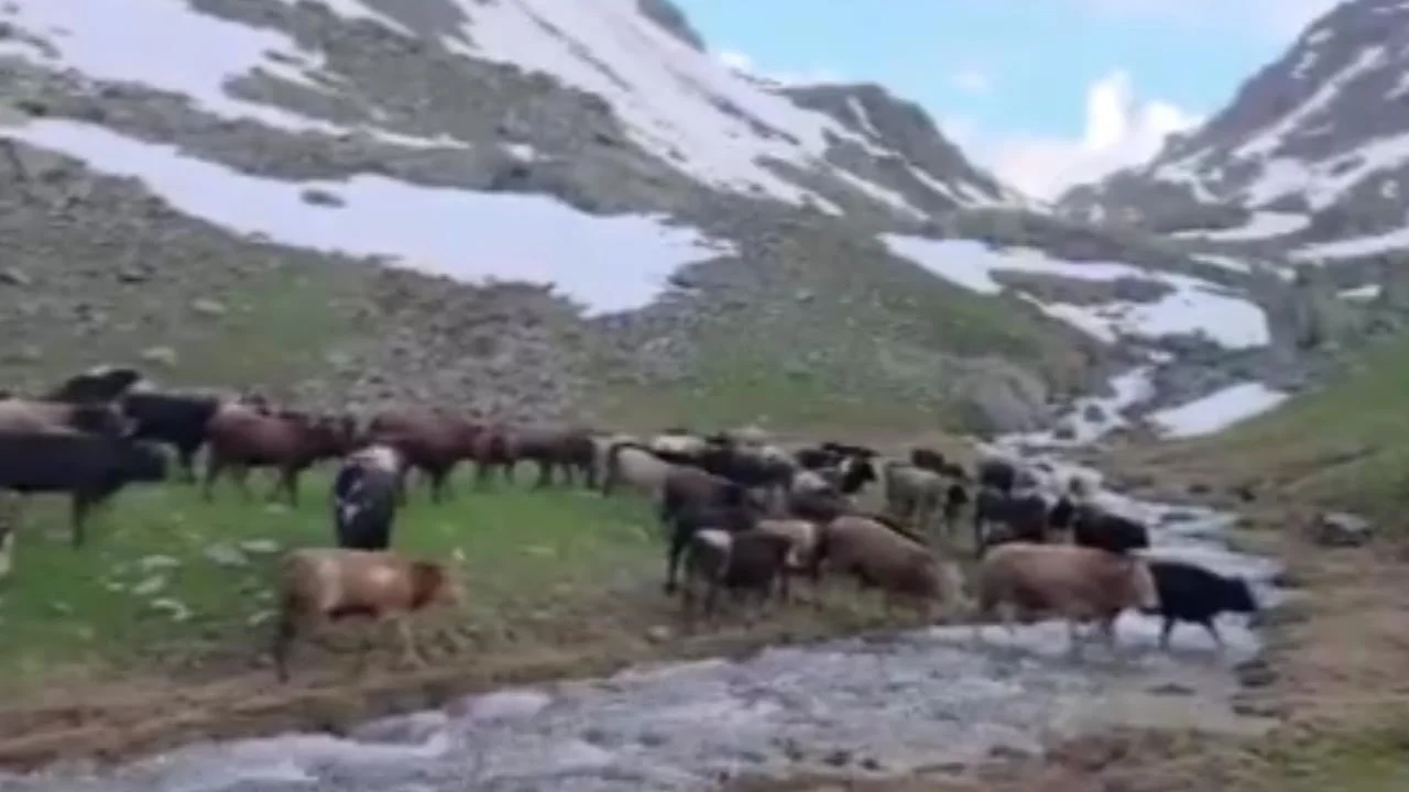 İspir’de ata yadigarı direniş Asırlık yolculuk öküz göçü nefes kesti