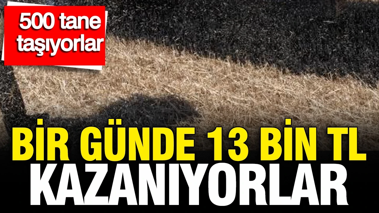 Günde 500 tane taşıyorlar: Bir günde 13 bin TL kazanıyorlar