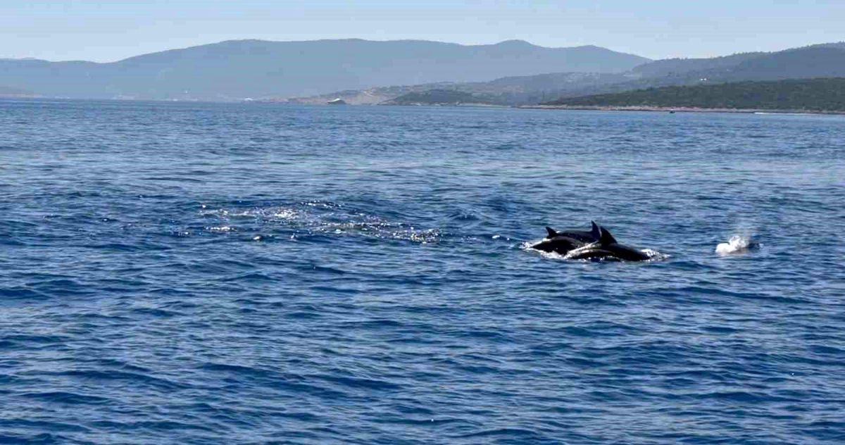 Muğla Valisi Akbıyık'ı denizde yunuslar karşıladı