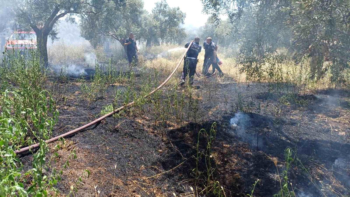 Ot biçerken zeytinliği yaktı