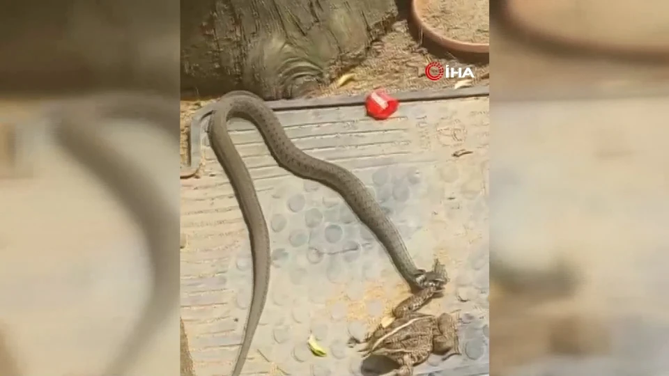 Düzce Akçakoca’da Yılanın Kurbağayı Avladığı Anlar Kamerada
