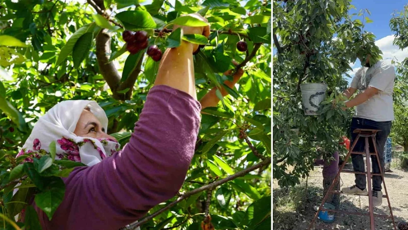 Tescilli Tokat kirazında hasat mesaisi başladı