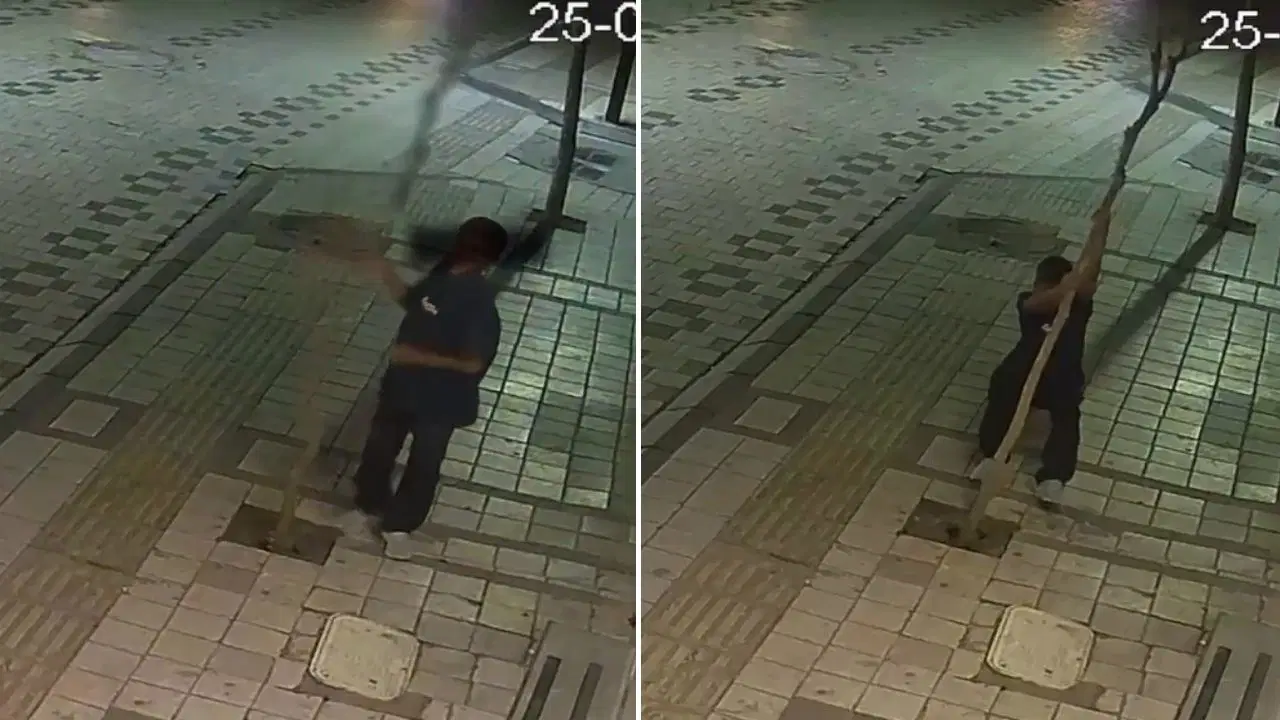 Kırklareli'nde ağaca kasti zarar: 14 yaşındaki şüpheliye soruşturma