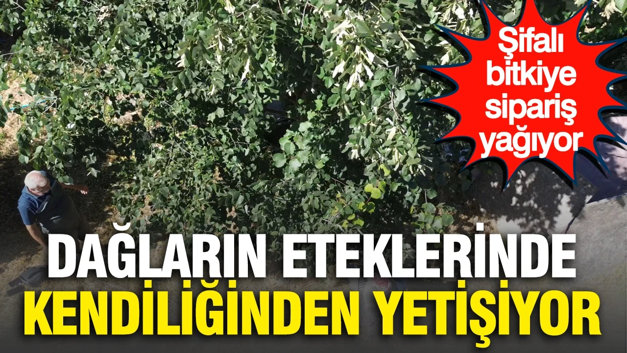 Dağların eteklerinde kendiliğinden yetişiyor: Şifalı bitkiye sipariş yağıyor