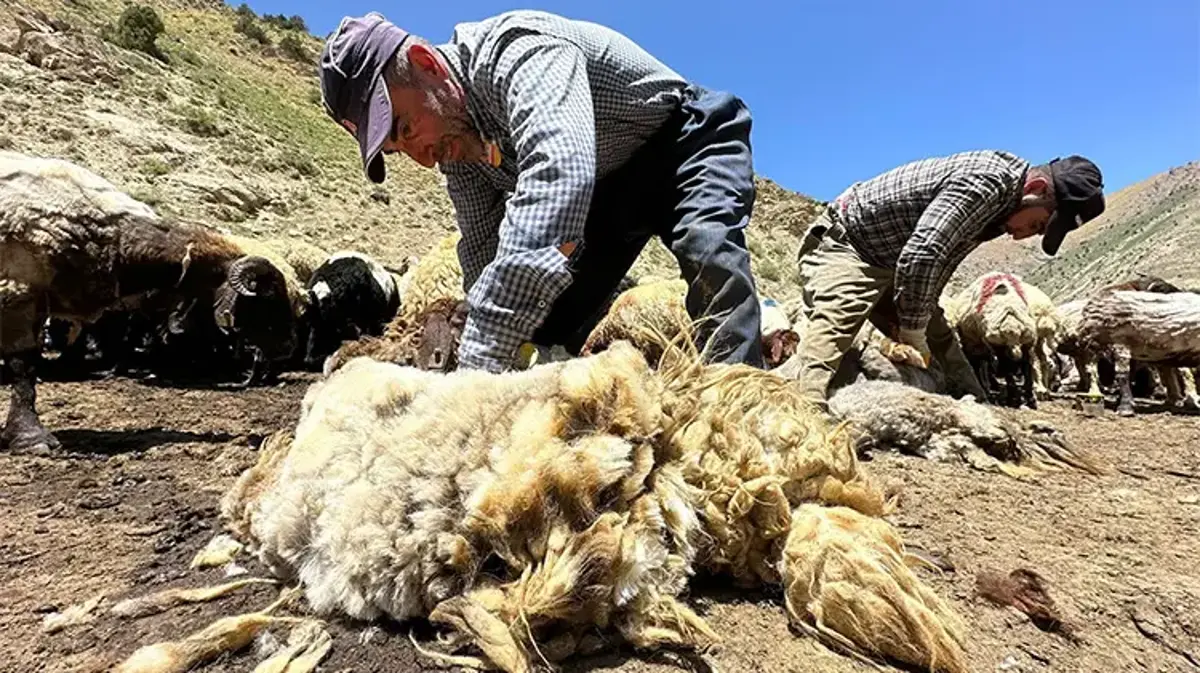 Erzincan'da yaz mesaisi: Koyun kırkımı başladı
