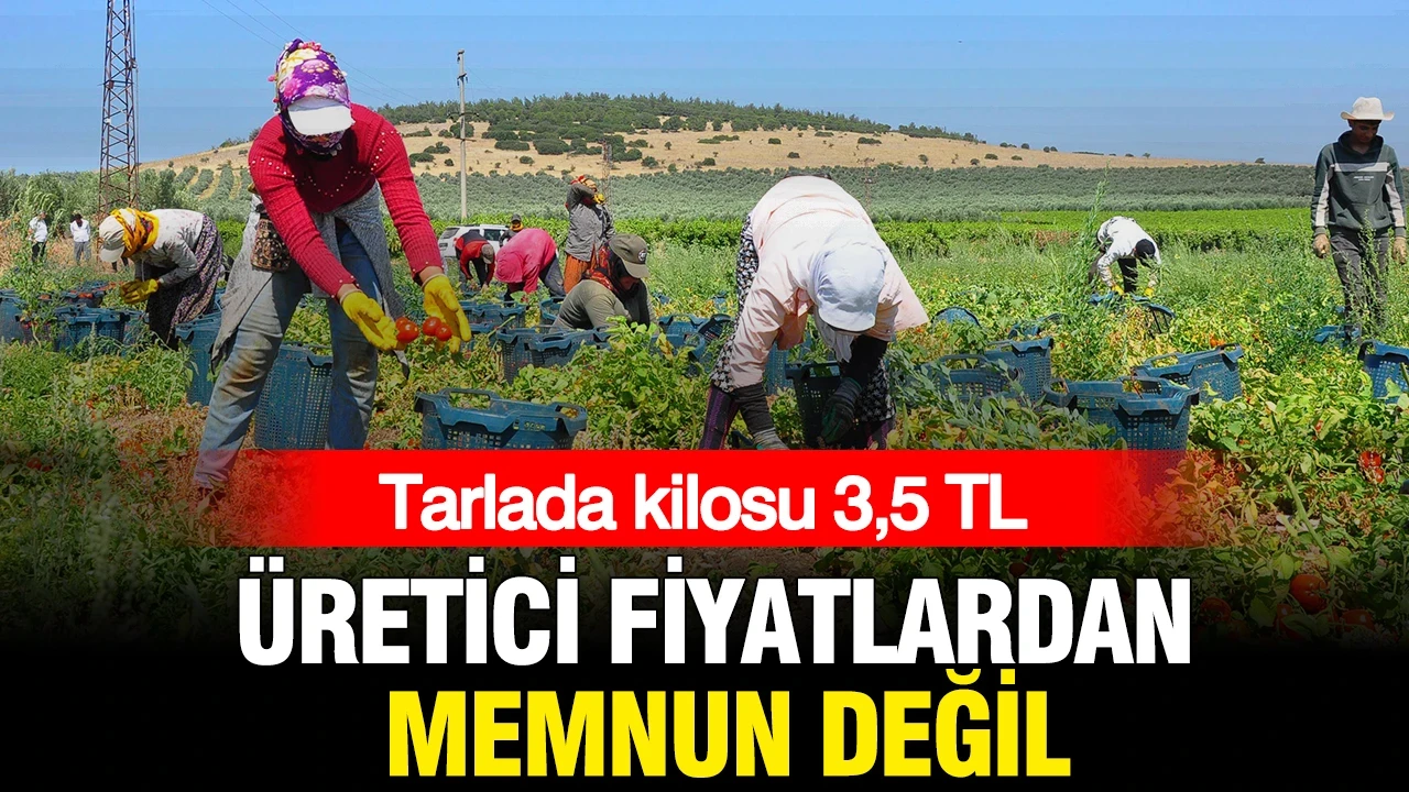 Tarlada kilosu 3,5 TL: Üretici fiyatlardan memnun değil