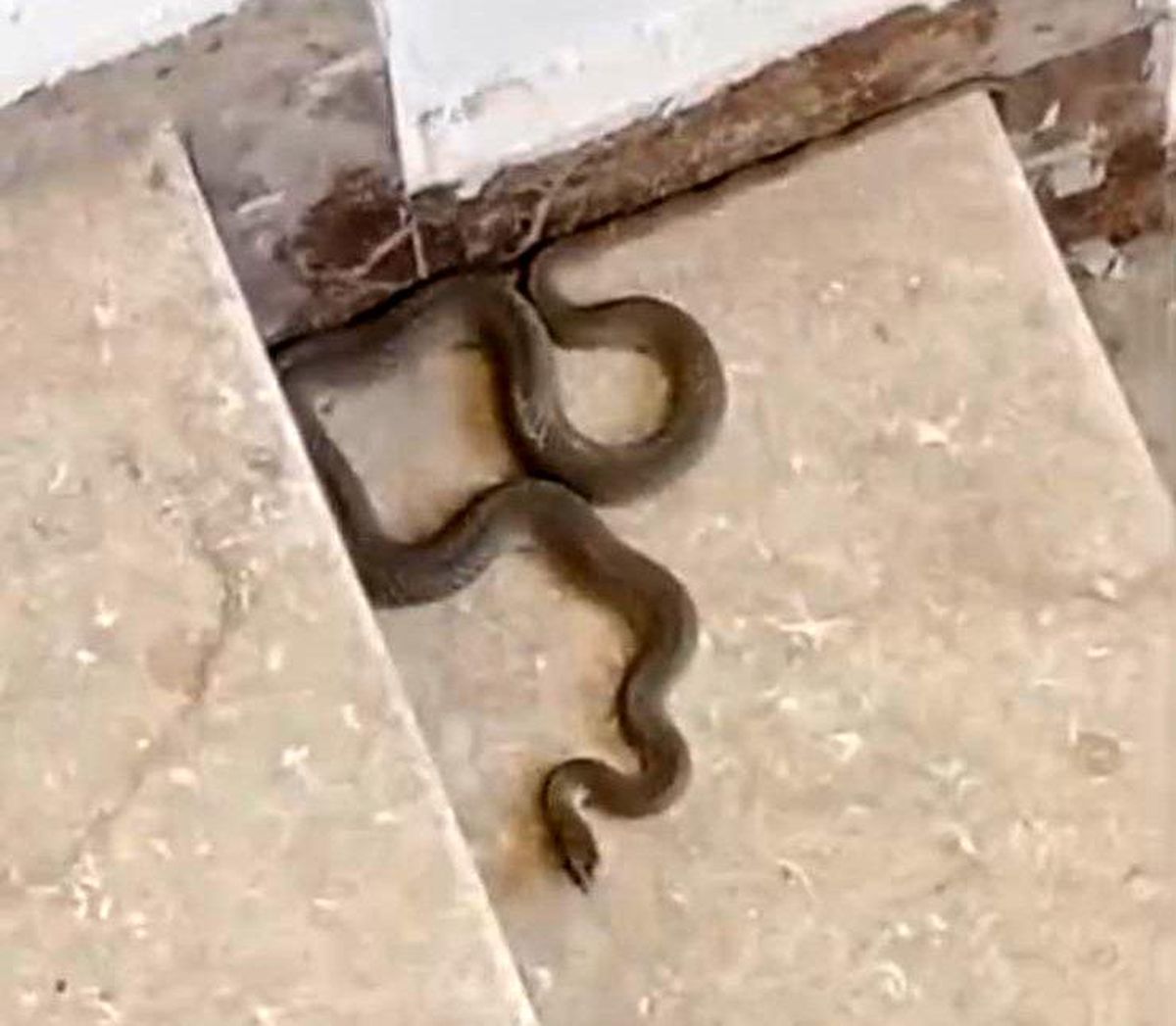 Apartmana giren yılan paniğe neden oldu