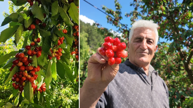 Toroslardan toplayıp dünyaya yediriyorlar: Günlük 50 ton satılıyor! Ailelerin geçim kaynağı oldu, adeta gizli hazine