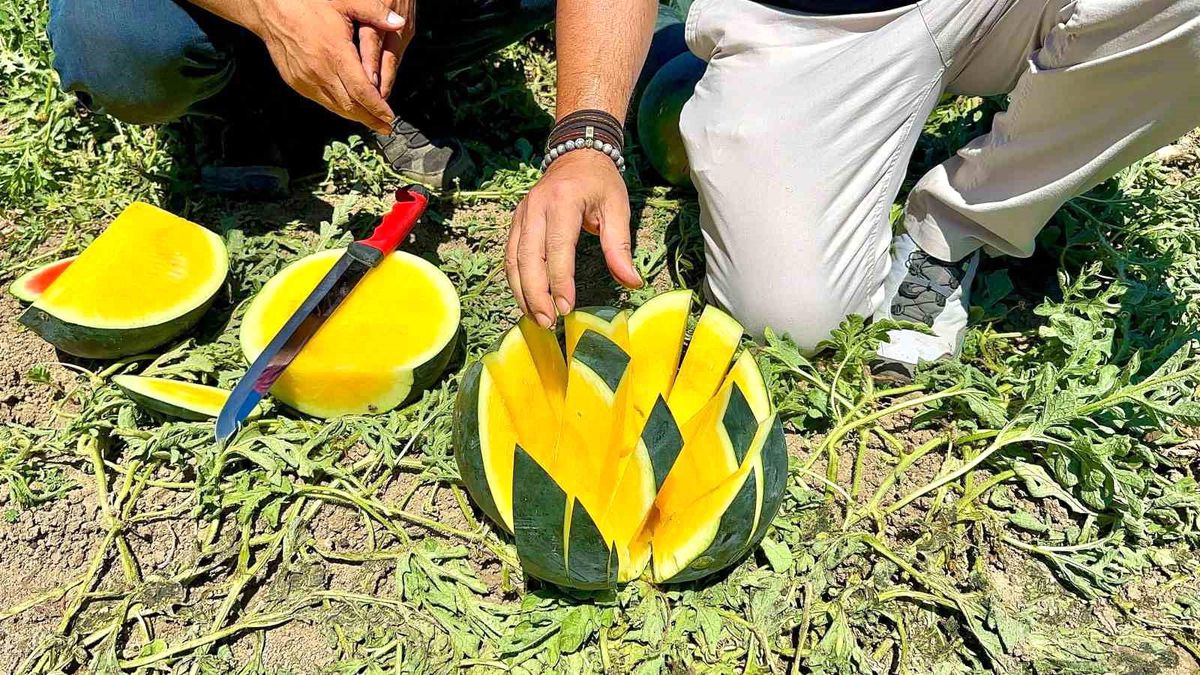 'Tropical Sunshine' üreticinin yüzünü güldürüyor