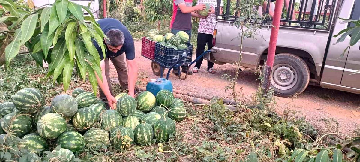 Hayırsever çiftçinin tarlası bu yıl öğrencilerin için hasat edildi