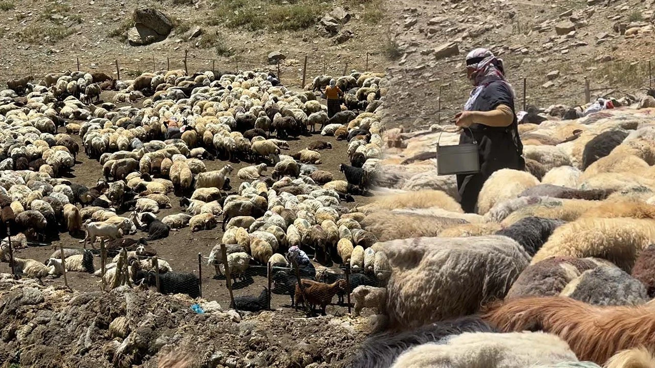 Hakkari'de 1000'lerce koyun tek tek aynı işlemden geçirilecek! 40 kilometre uzağa gidiyorlar