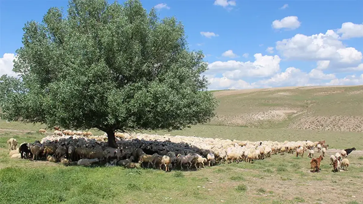 Aksaray’da ‘ithal çoban’ dönemi başladı