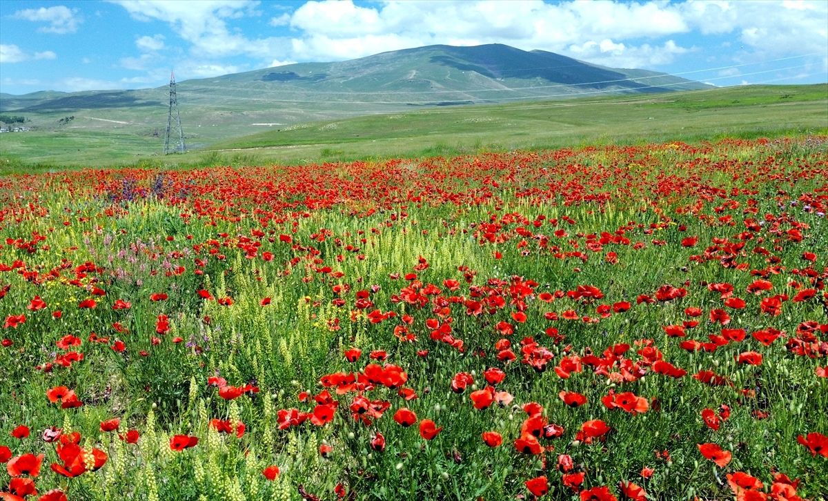 Sarıkamış'ın doğası gelincik ve sarıçiçeklerle süslendi