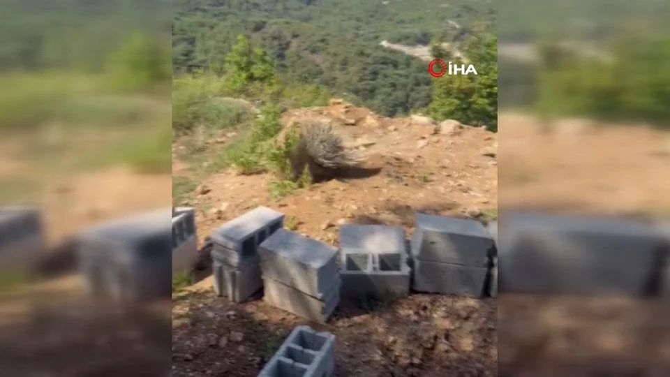 Doğada 25 Dakikalık Yaşam Mücadelesi: Hatay'da Örnek Kirpi Kurtarma Operasyonu