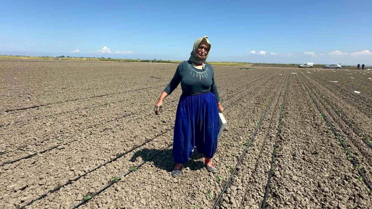 Belindeki 8 platinle tarlada ekmeğini kazanıyor