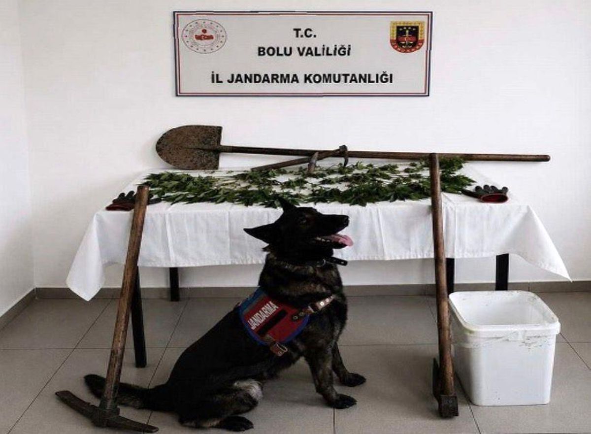 Bolu'da kenevir bahçesi oluşturan şüpheli tutuklandı